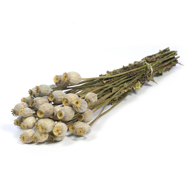 Natural Dried Papaver Stems (12 Bunches)