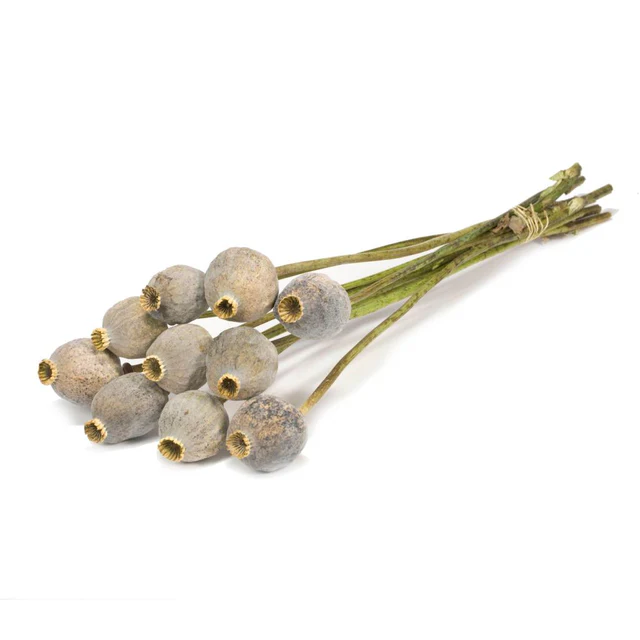 Papaver Gigant Dried Stems (11 Bunches | Approx. 65 cm)