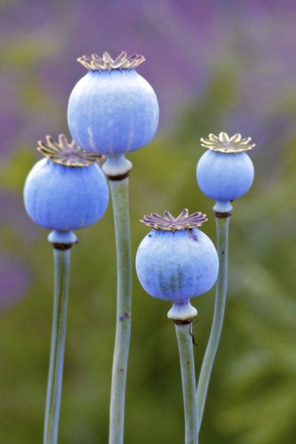 Blue Poppy Head