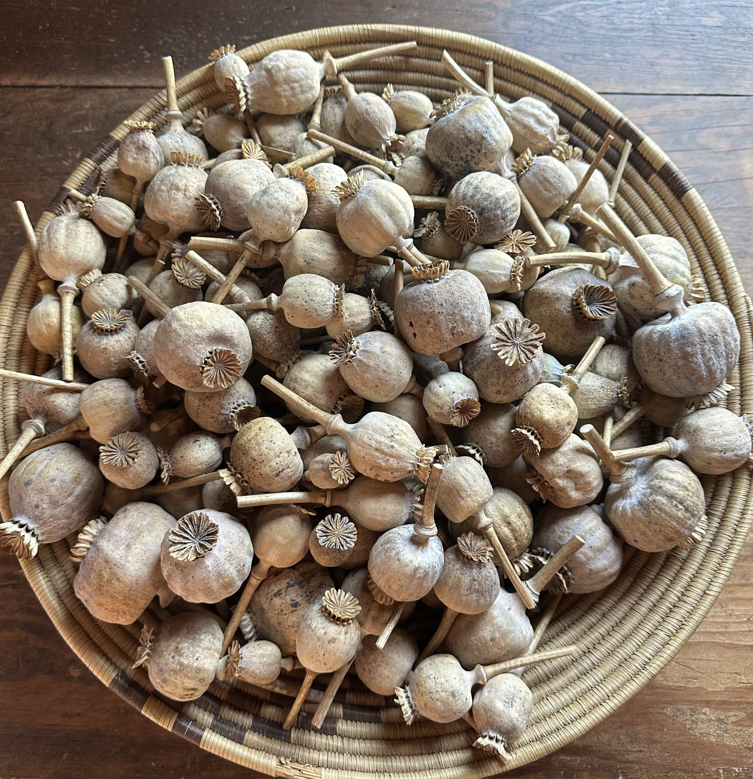 1 lb. Mixed Dried Poppy Pods (2025 Harvest)