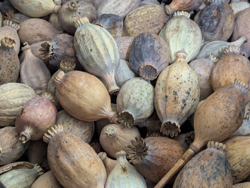 2025 Special Crop: The Gold Standard of Dried Poppy Pods