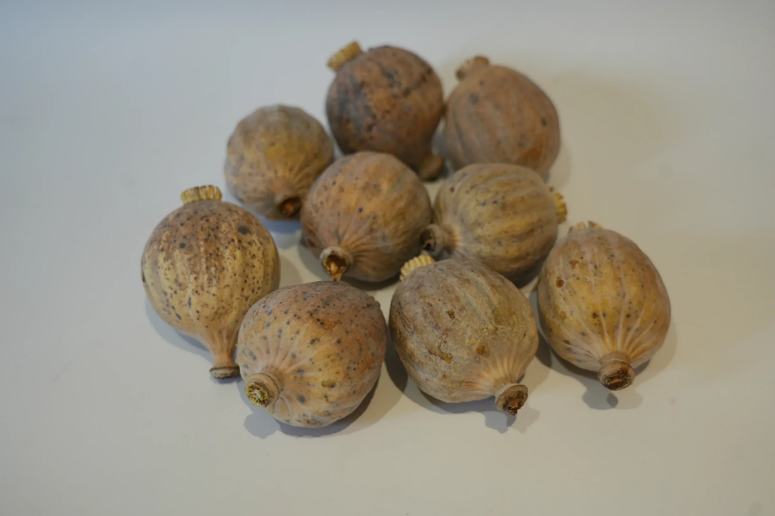 Dried Poppy Heads