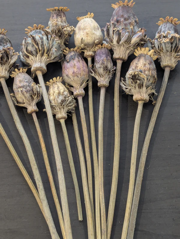 Dried �Hen & Chickens� Poppy Pods (Approx. 20 Heads per 1/4 lb)