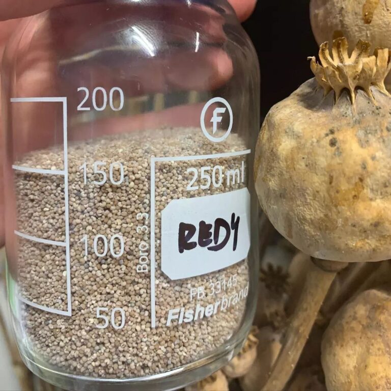 Poppy Pod Seeds (250 ml)