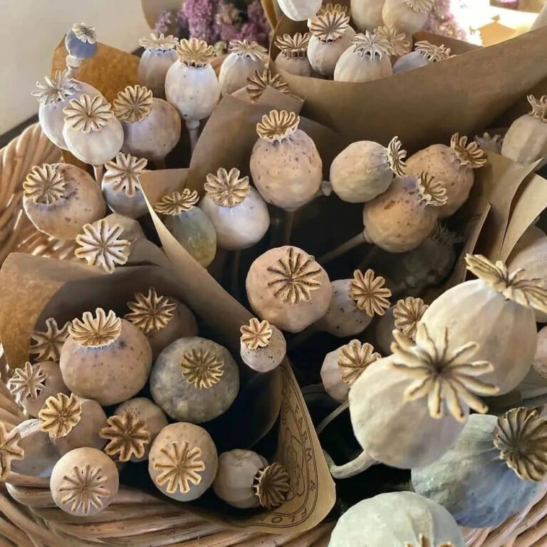 Dried poppy decoration 1kg