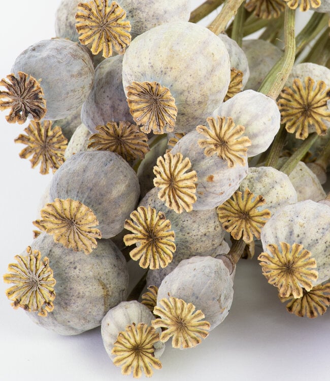 Dried Papaver Somniferum Stems (30 stems | Approx. 65 cm)