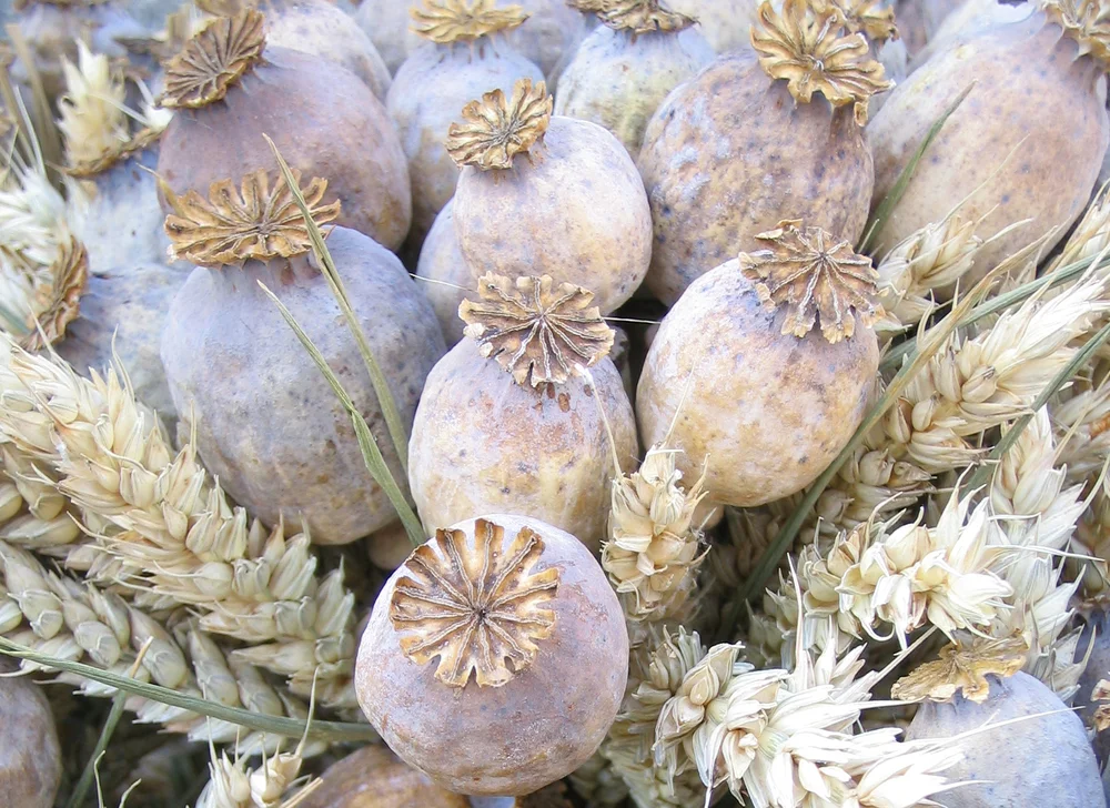 Dried Poppy Pods � 2.5 kg